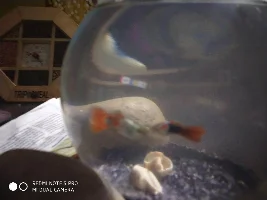 A problem with my guppies
