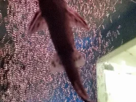 Pictus Catfish Caught in Net