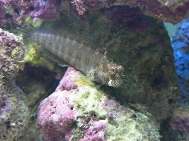 My Tank