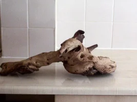 bargin bogwood
