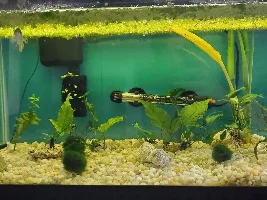 Increased water pH shenanigans continues unabated