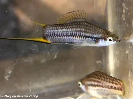The Green Swordtail and other "wild" colors of livebearers.
