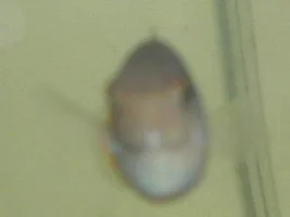 Are My Guppies And Platy Pregnant?