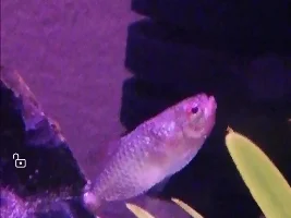 Red eye tetra