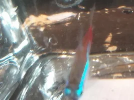 Neon tetra has black growth on face