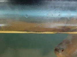 What is this worm?