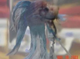 My NEW Betta