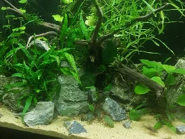 New whiptail+ 20 gallon stocking idea+ biggest amazon frogbit I have ever seen