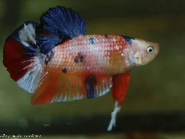 Betta Thai Import