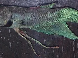 Please help diagnose my betta...I think he might have multiple diseases