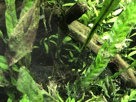 Serious Algae/Cyanobacteria Problem