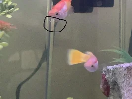 PLEASE HELP WHITE STRINGY INCONSISTENT GUPPY POOP