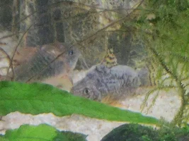 White Mucus on Sterbai Cory