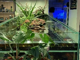 A paludarium that I found in a fish shop in Queensland