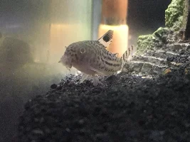 What is wrong with my Cory cat???
