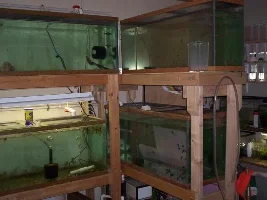 Pics Of Some Betta Tanks I Built And Fishroom