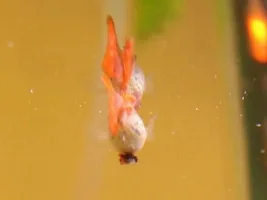 Ugly Swollen Mass On Fantail Guppy