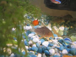 Corydoras Sterbai