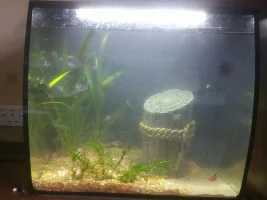 Adopting a stocked tank!