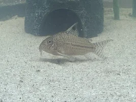 Help with nursery corydora egg holder