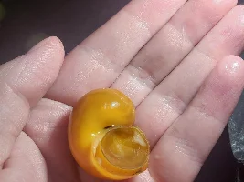 Snail Trade Success