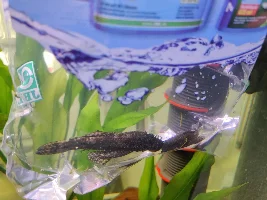 Too young to breed?