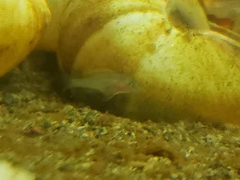 Development of N. Multifasciatus