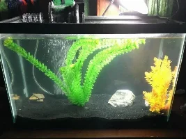 What Fish Should I Get?