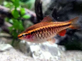 Hand Sanitisers & Aquariums?