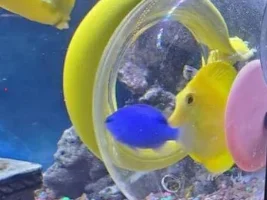 Removal of Chinese algae eaters
