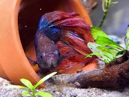 Cheriko and Franklin