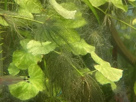 How to deal with possible blue green algae?