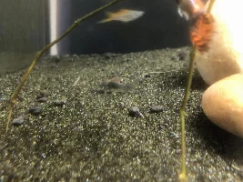 Cory catfish reaction to new light
