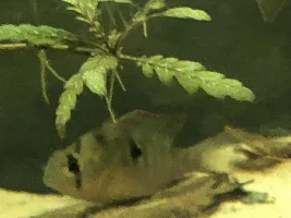 Refurbished 40ish gallon dirted tank/aquascape