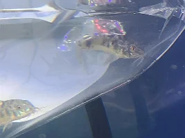 Fish identification please!?