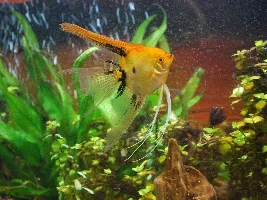 Angelfish