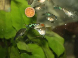 Moscow green endlers...