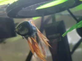 What causes these white patches on my betta???