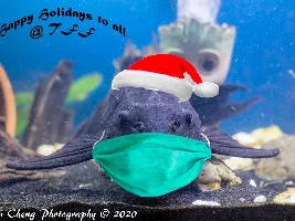 Seasons Greetings
