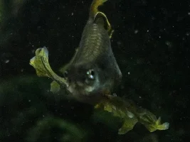 Lump on Danios Side - a repeatedly unanswered question