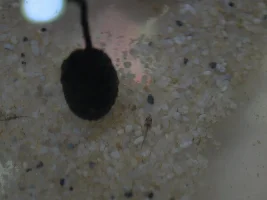 New to the forum. Fish ID requested.