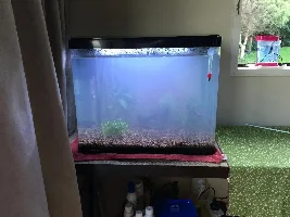 Can I start adding a snail now?