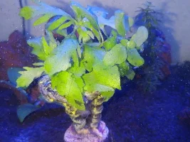 This is Why i dont Buy Nice & Big Leaf To cover My tank