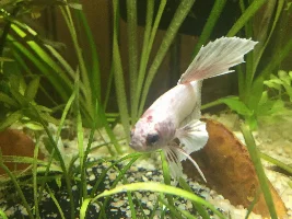 Try for the "blackwater" look
