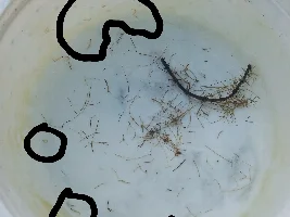 plant full of worms