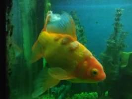 Problem with my goldfish