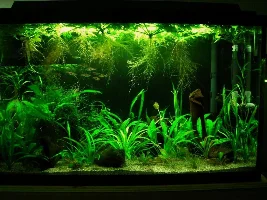 10 gallon planted Dwarf Rasbora journal