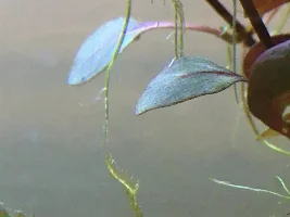 5 gallon Fluval Spec V