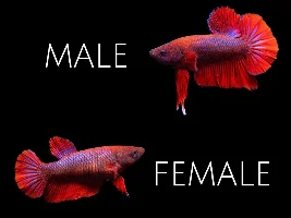 Male or female plakat betta