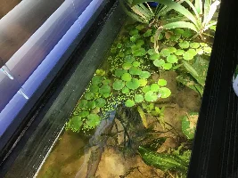 Starting up my small aquatic plant business, this is the journal.